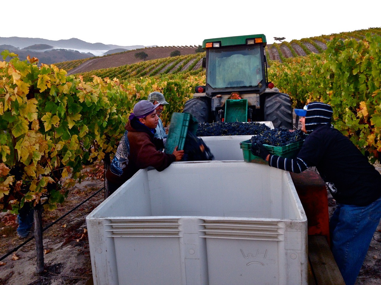 white hawk dudes dumping grapes into bin.jpg