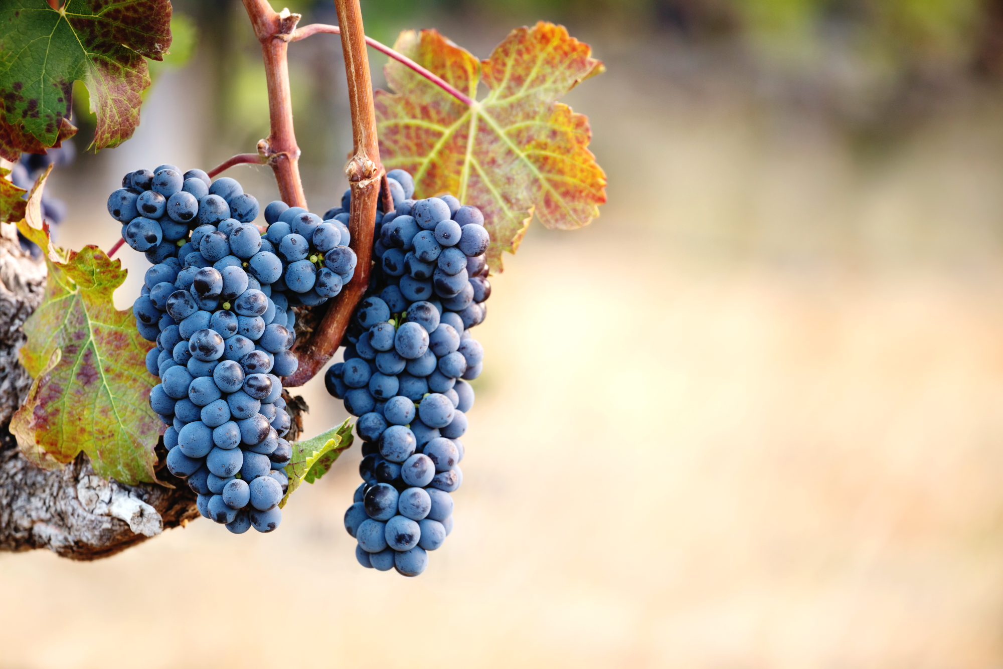 Black Grape Varieties — Yacht Cru Wine Guide