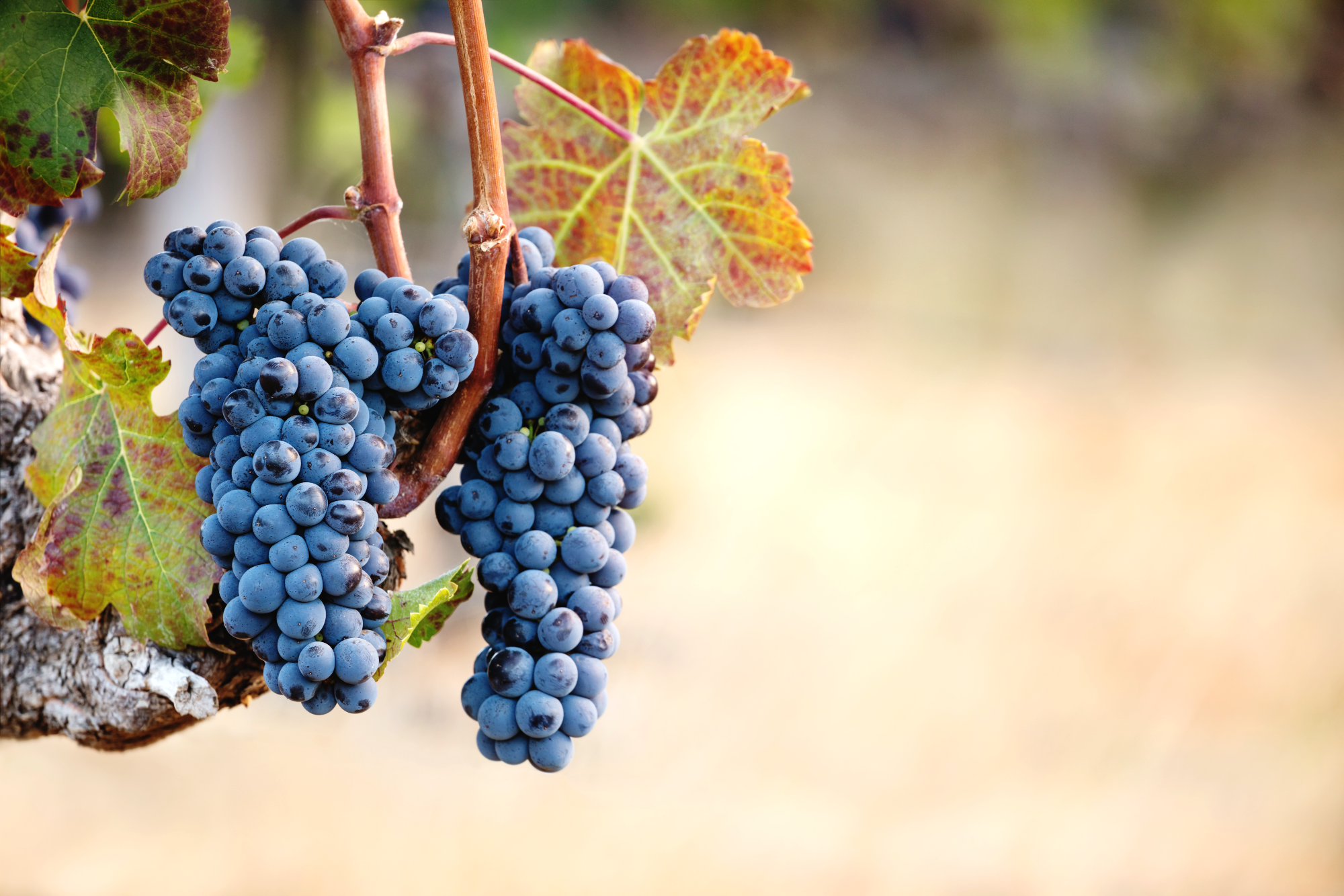 cabernet franc low.png