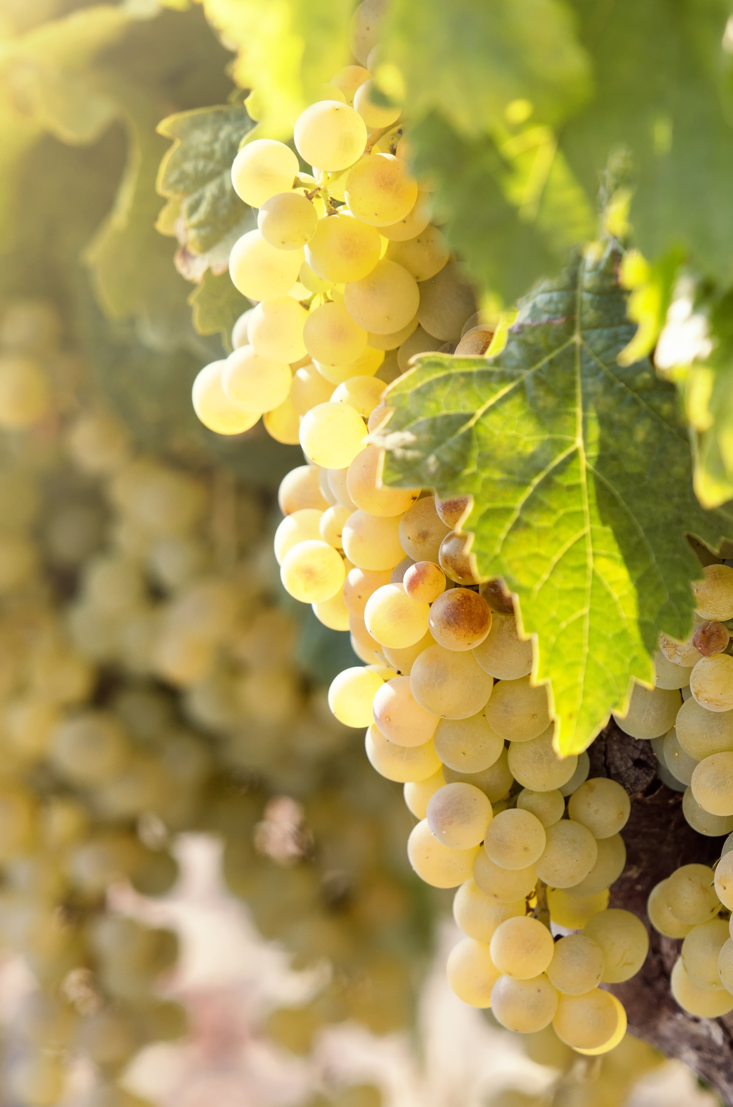 gewurztraminer.jpg