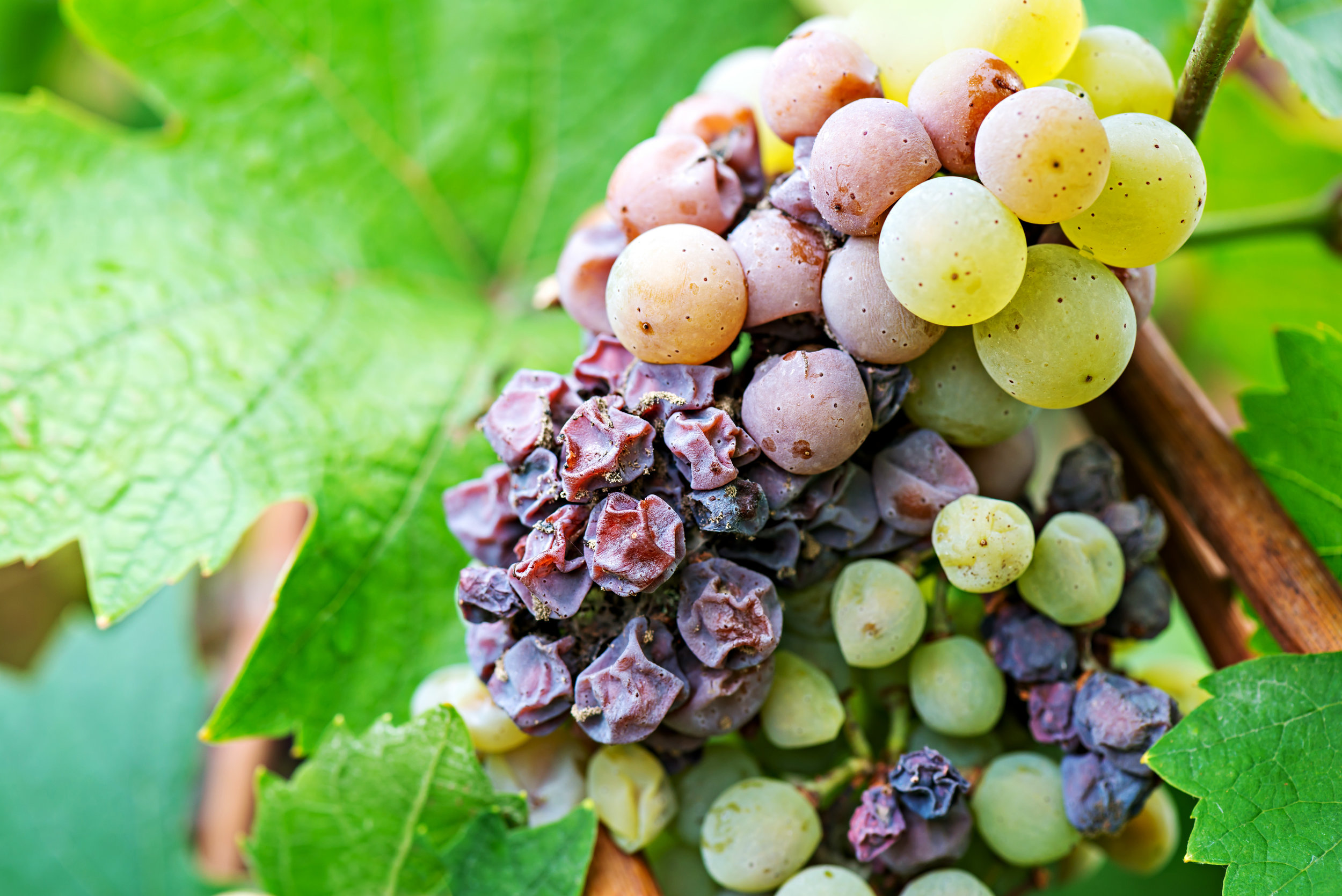 Postřik vína: Jak správně postřikovat vinice pro bohatší úrodu