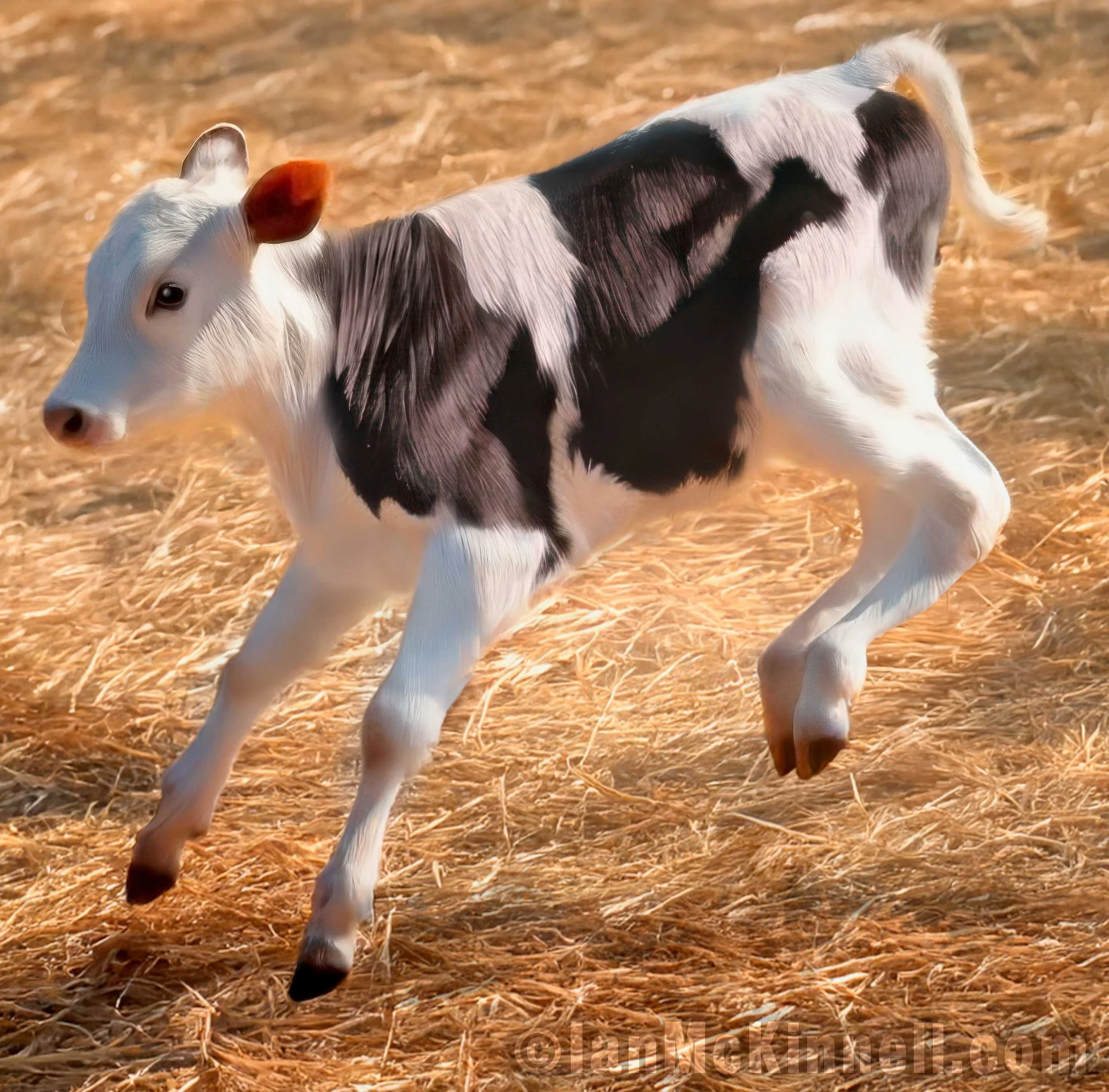 AI illustration A black and white calf sprinting energetically on a hay scattered floor, embodying the spirit of freedom and vitality.