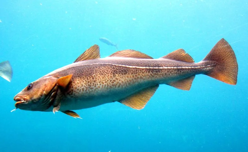 Varför vill inte ministerrådet skydda torsken i Östersjön?