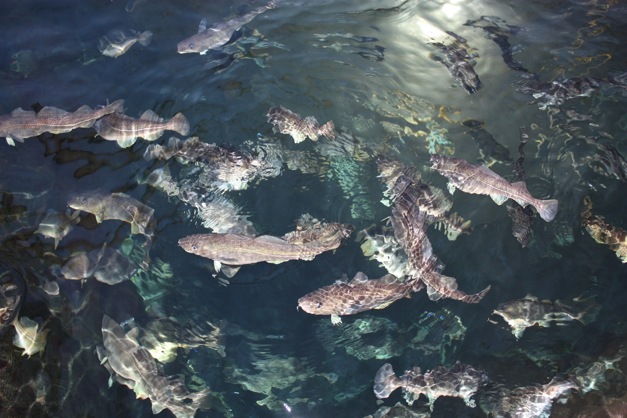 Dags för EU att försvara hållbart fiske