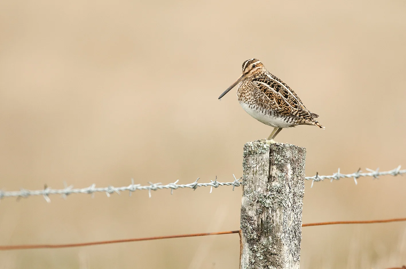 Snipe.jpg