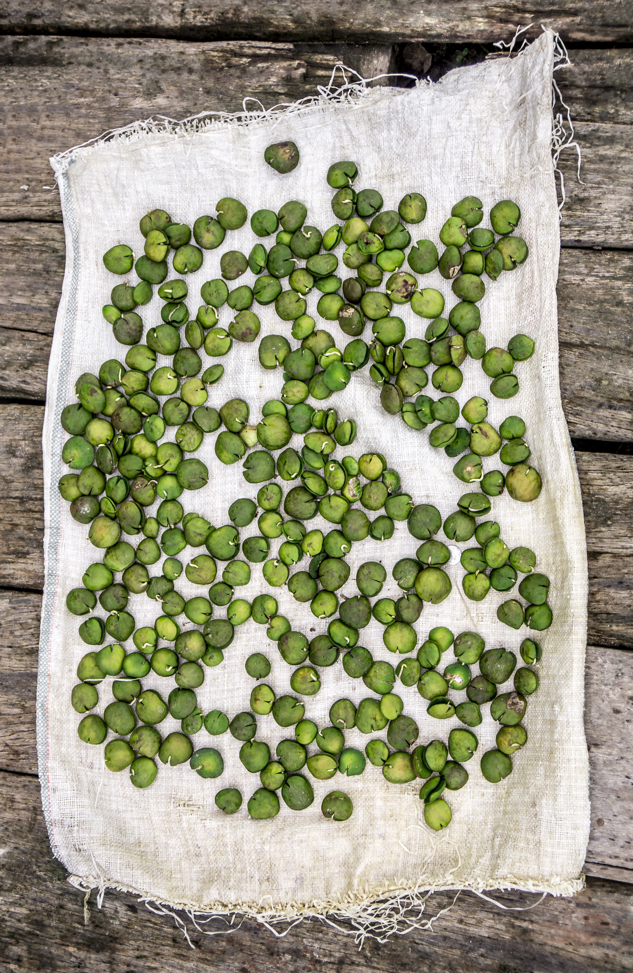 Myanmar - Drying