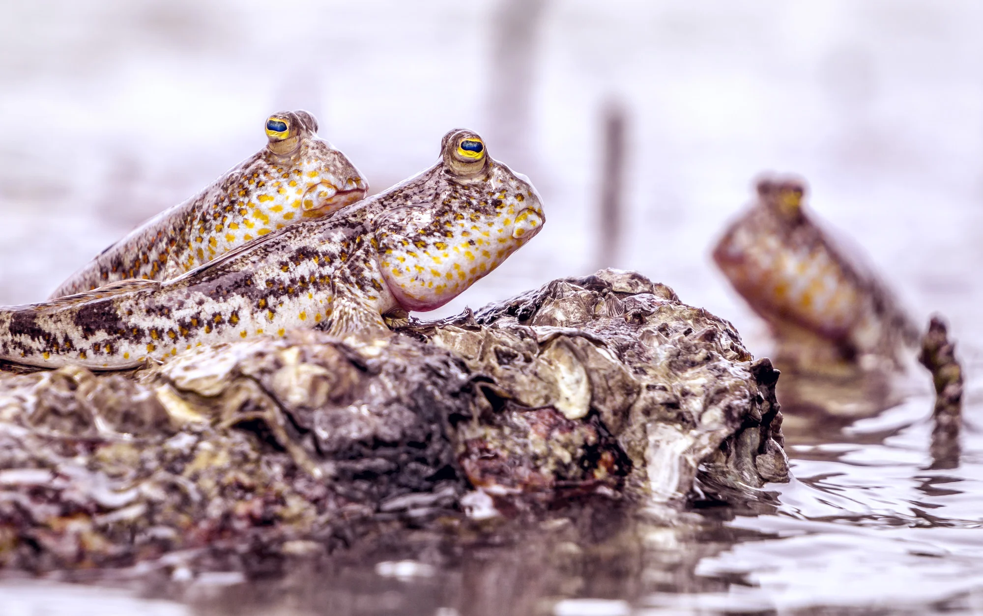Myanmar - Amphibians