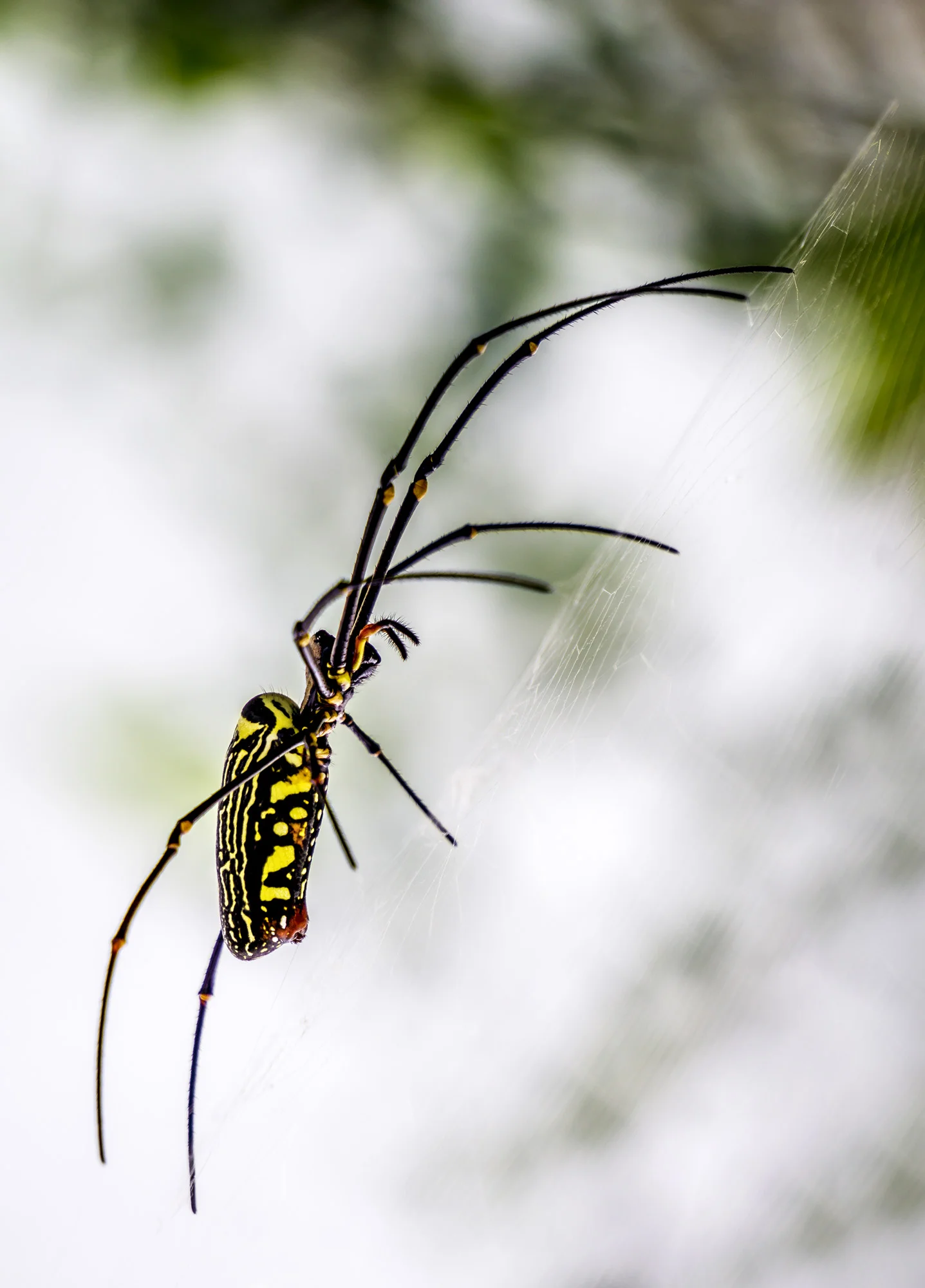 Myanmar - Spider (20cm)