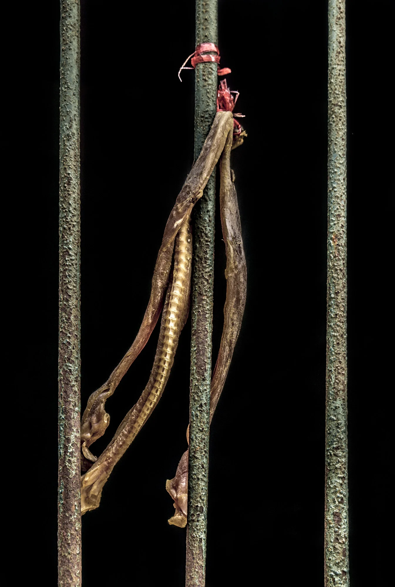 Myanmar - Chicken Feet