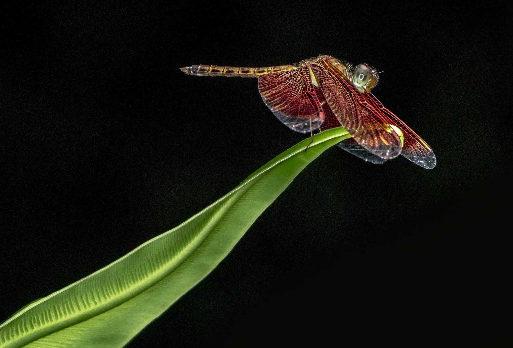 Malaysia - Dragonfly