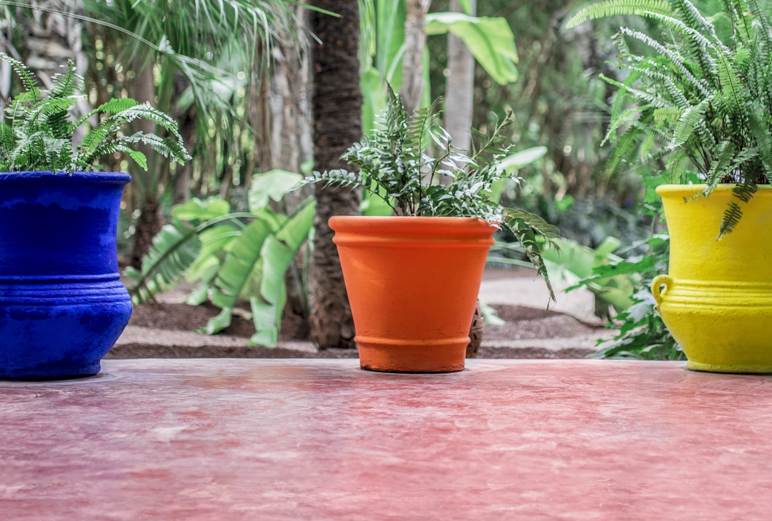 Marokko - Marrakesh - Jardin Yves Saint Laurent