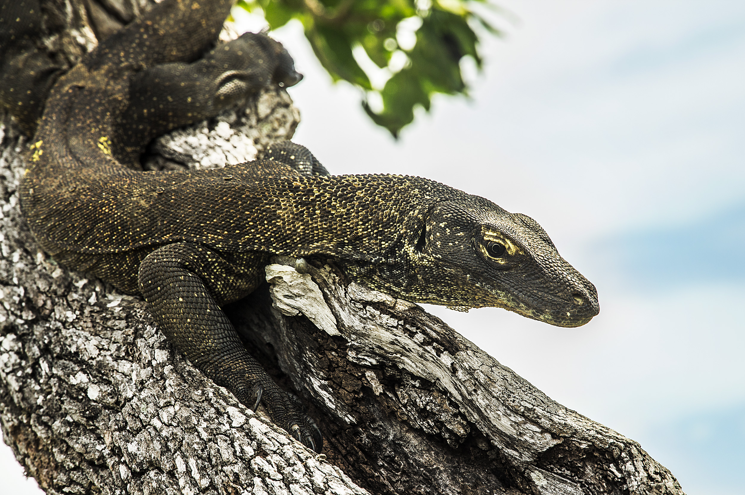 Indonesien - Komodo