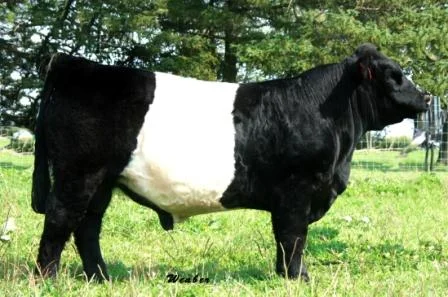 Meadowood Wayland DOB: October 2009 Sire: Driftwood Revered Dam: Southdown Lilly WAYLAND’S PEDIGREE READS LIKE BELTIE ROYALTY, AND HIS SHOW RESULTS PROVE IT OUT. WAYLAND WAS CHAMPION BULL CALF AT THE 2010 BIG E, AND HIS PATERNAL HALF-SIB WAS RESERVE GRAND CHAMPION FEMALE. TO QUOTE THE JUDGE, THIS BULL IS “SUPER STOUT, WIDE-BASED, AND HEAVILY-MUSCLED.”