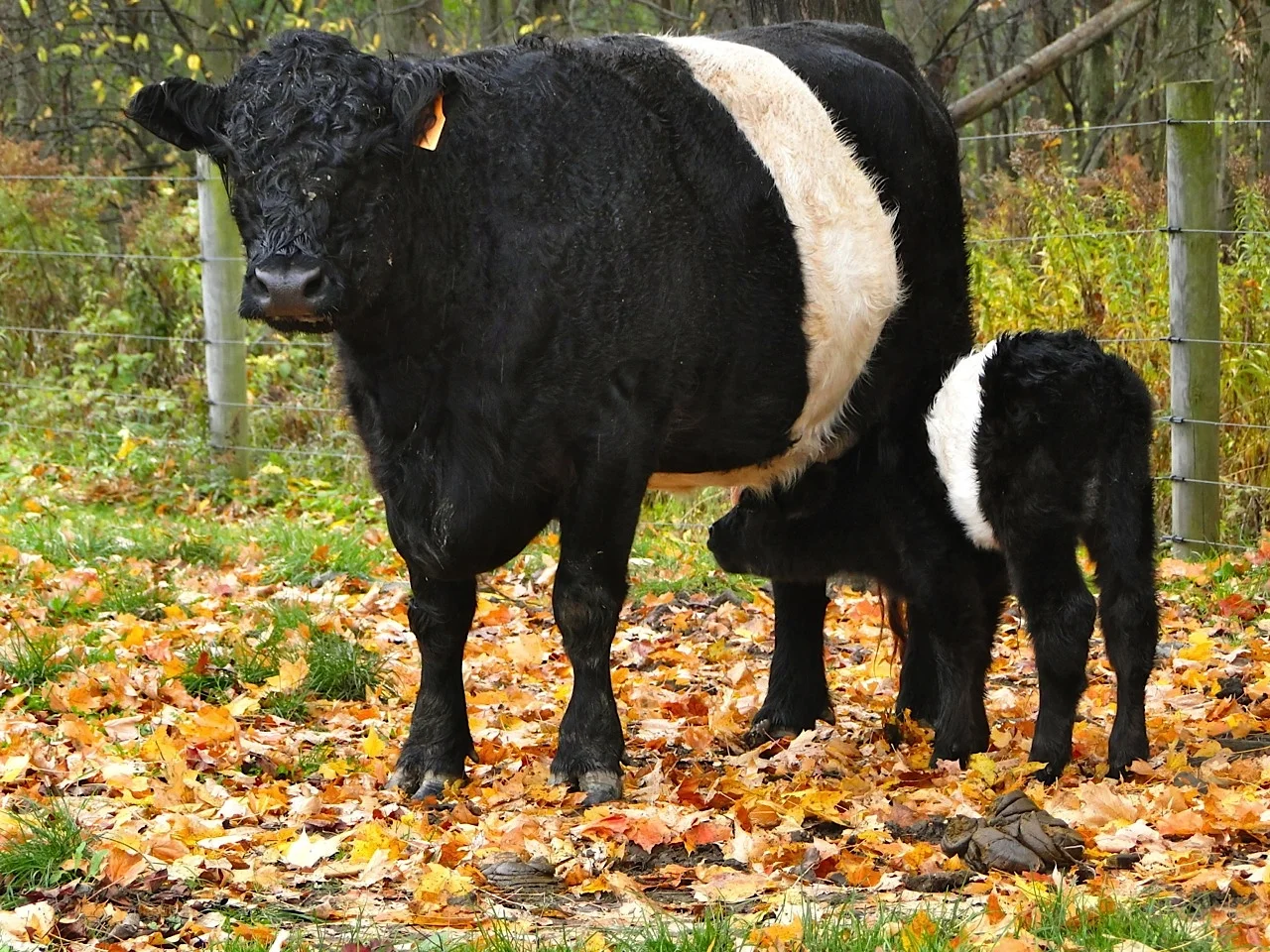 Driftwood Rebecca SIRE: Ridgeview Nigel DAM: Driftwood Kanga 