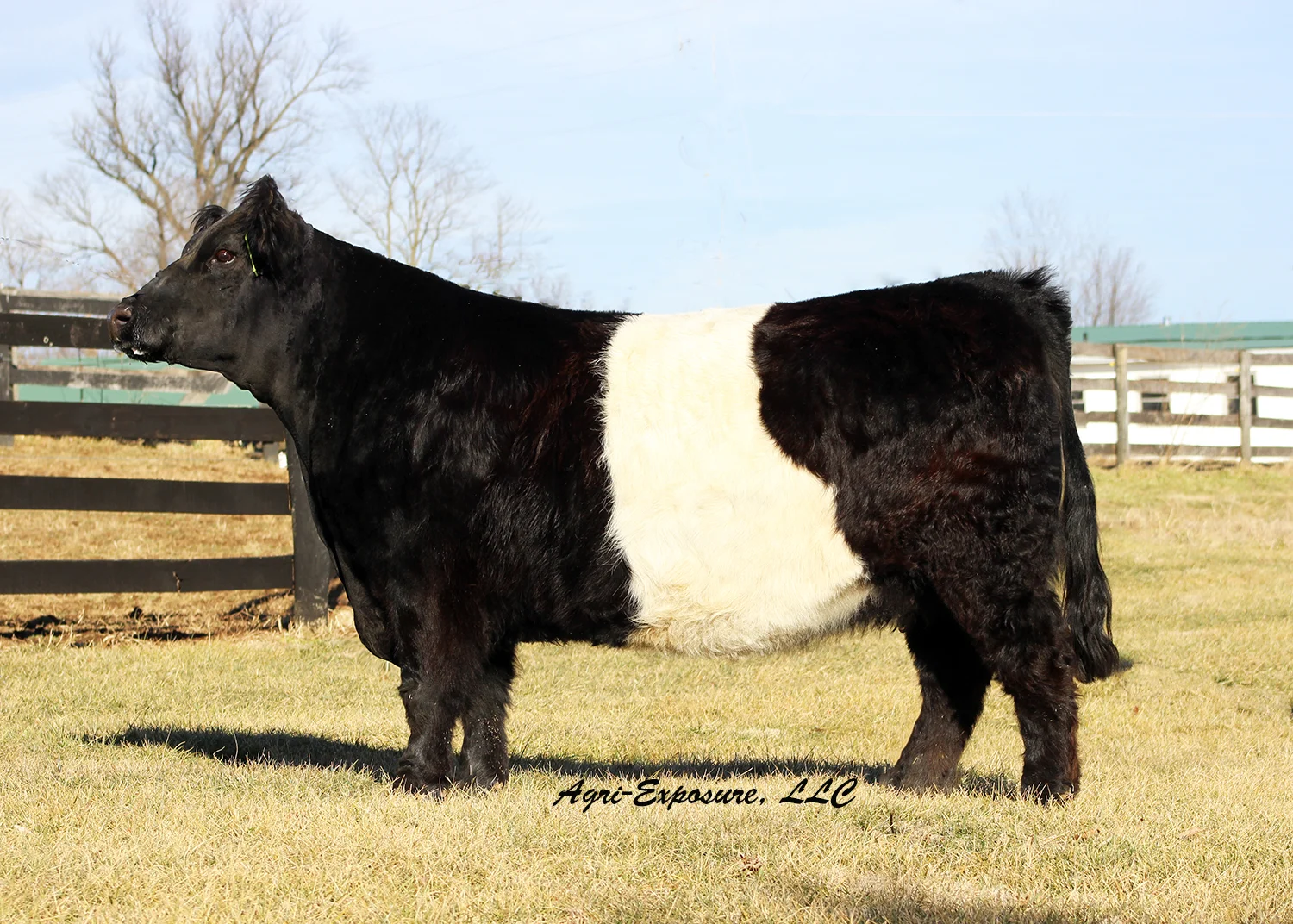 Meadowood Welwyn 64W- Reserve National Champion 2010 - Runner up Dam of the year 2014 SIRE: DRIFTWOOD REVERED DAM: ENNISCORTHY LORETTA 259L