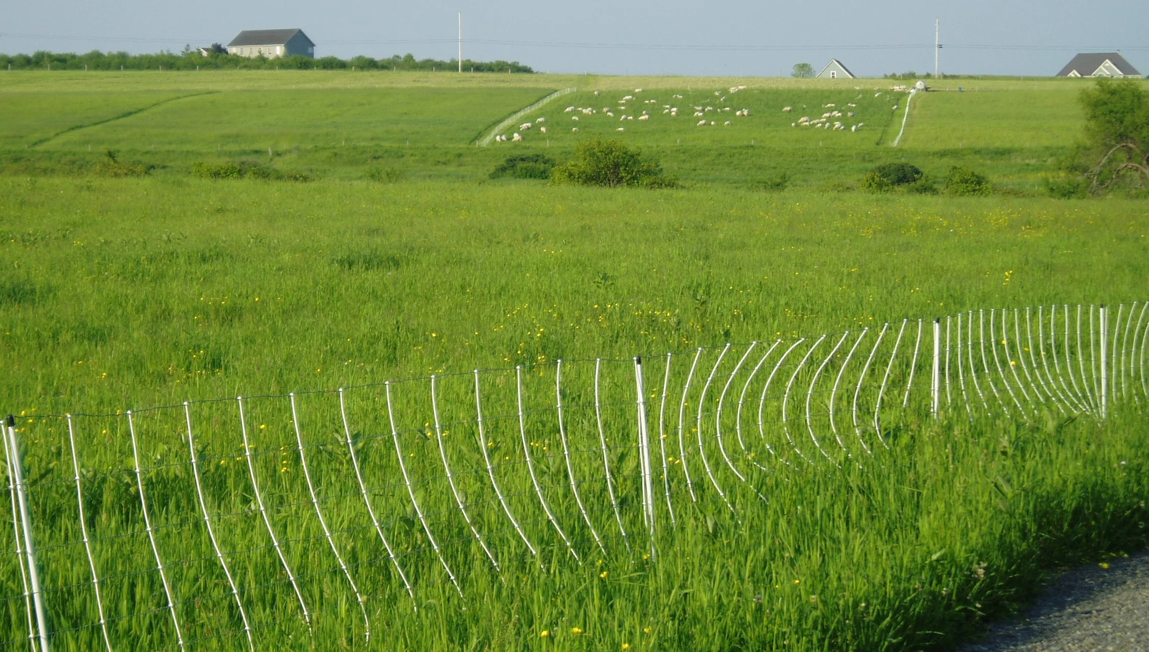 Rotational grazing.jpg