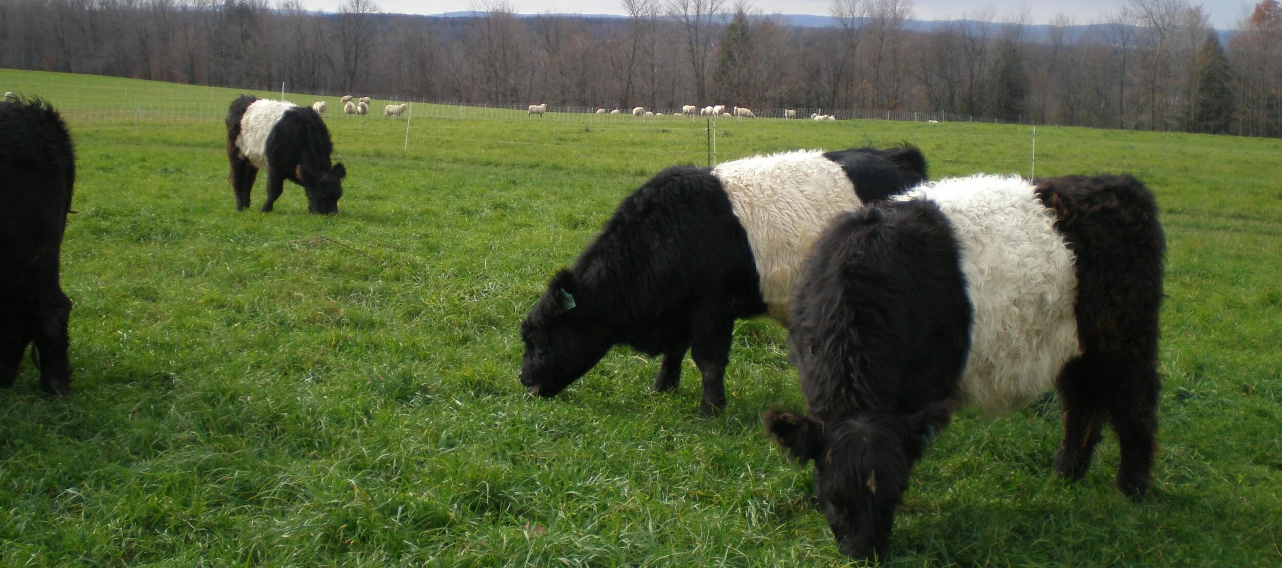Cattle and sheep grazing.JPG