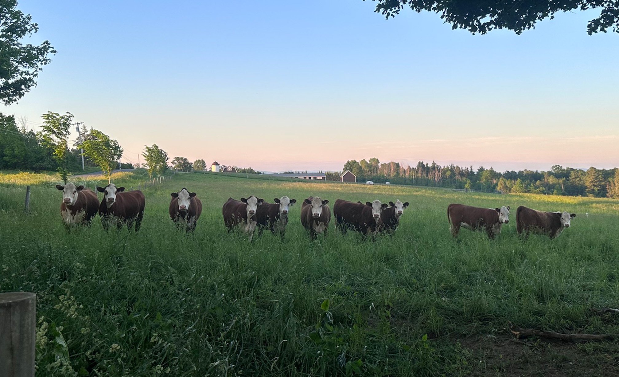 Hereford shady field.jpg