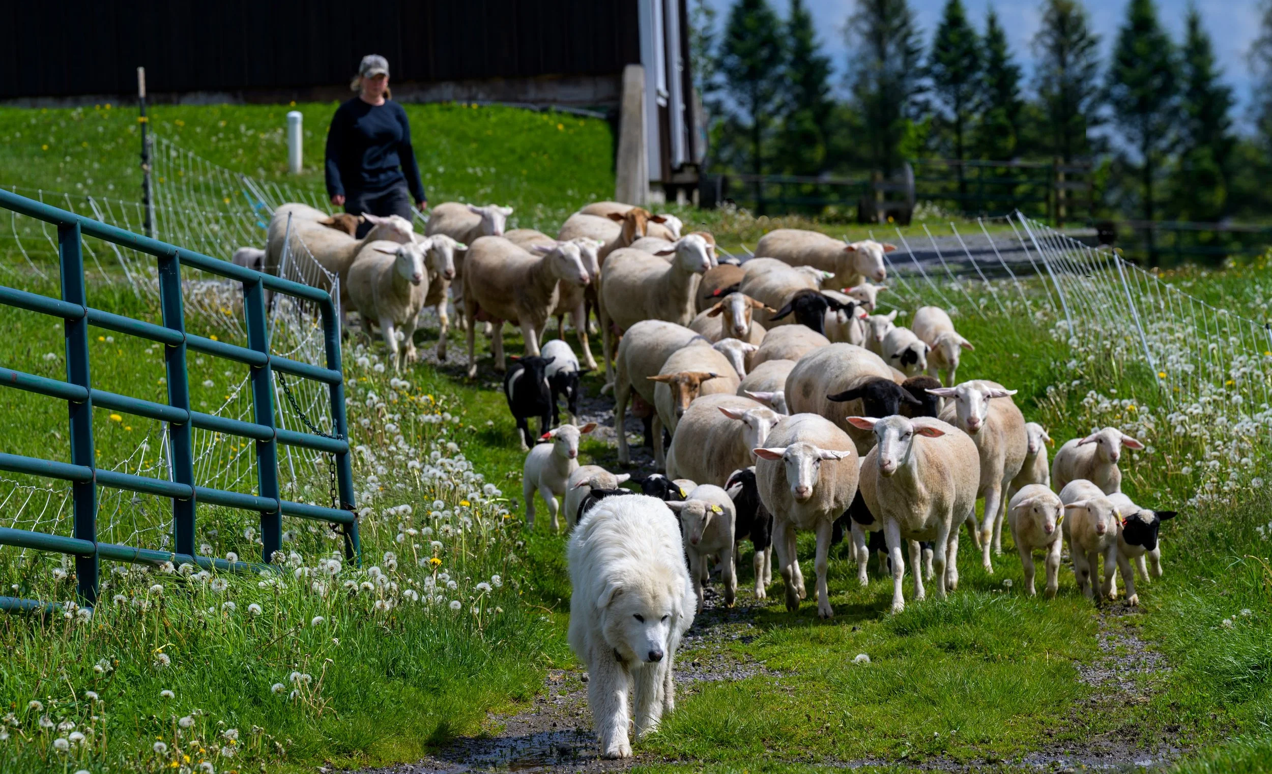 Dorper Sheep