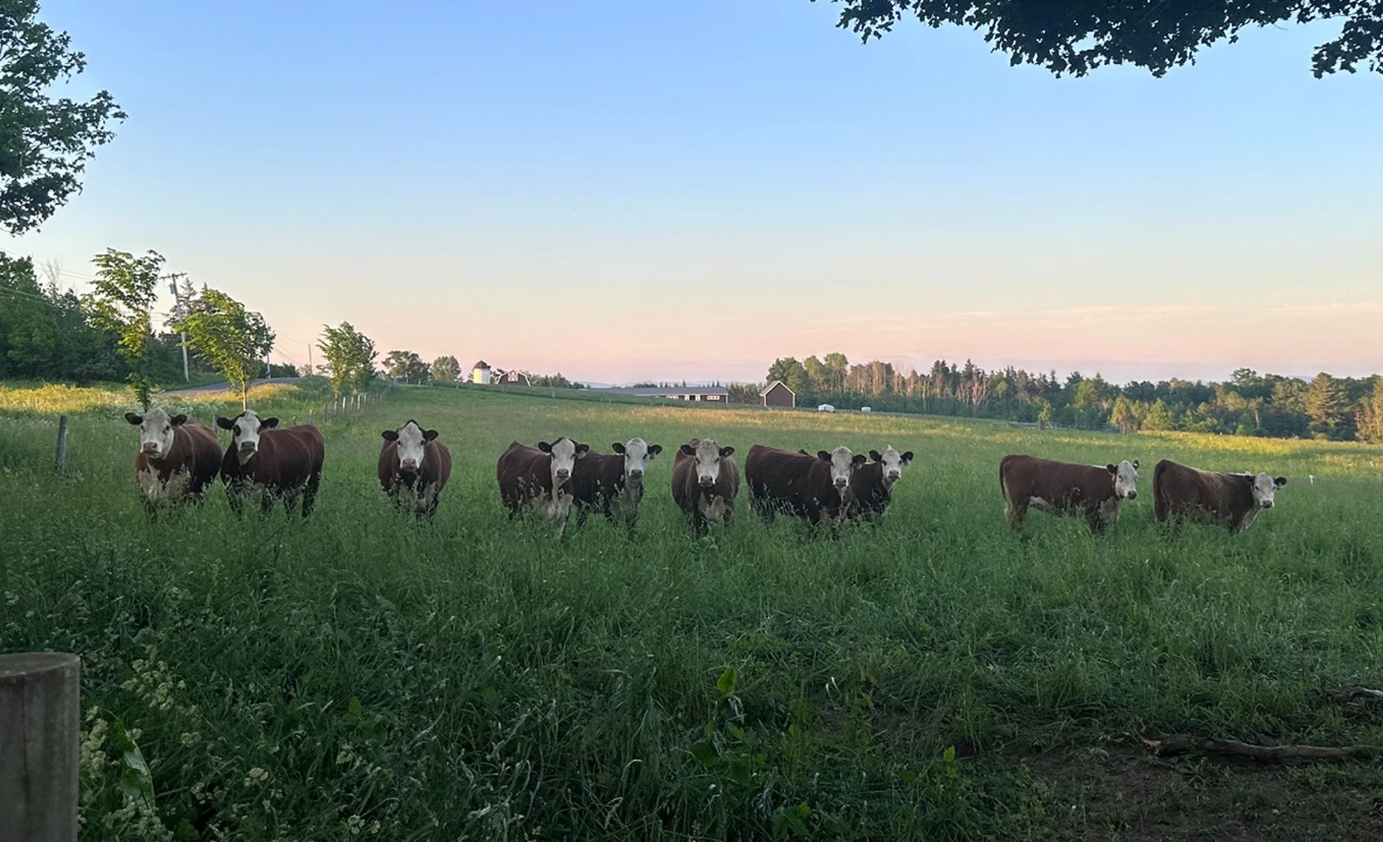 Meadowood Hereford