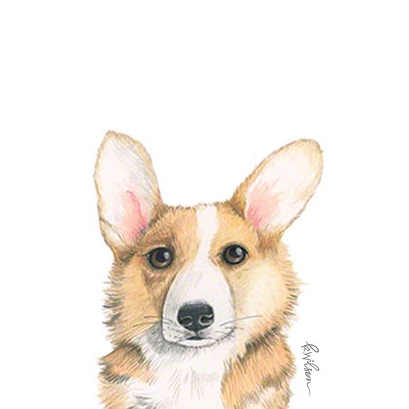 Corgi-petportrait.jpg