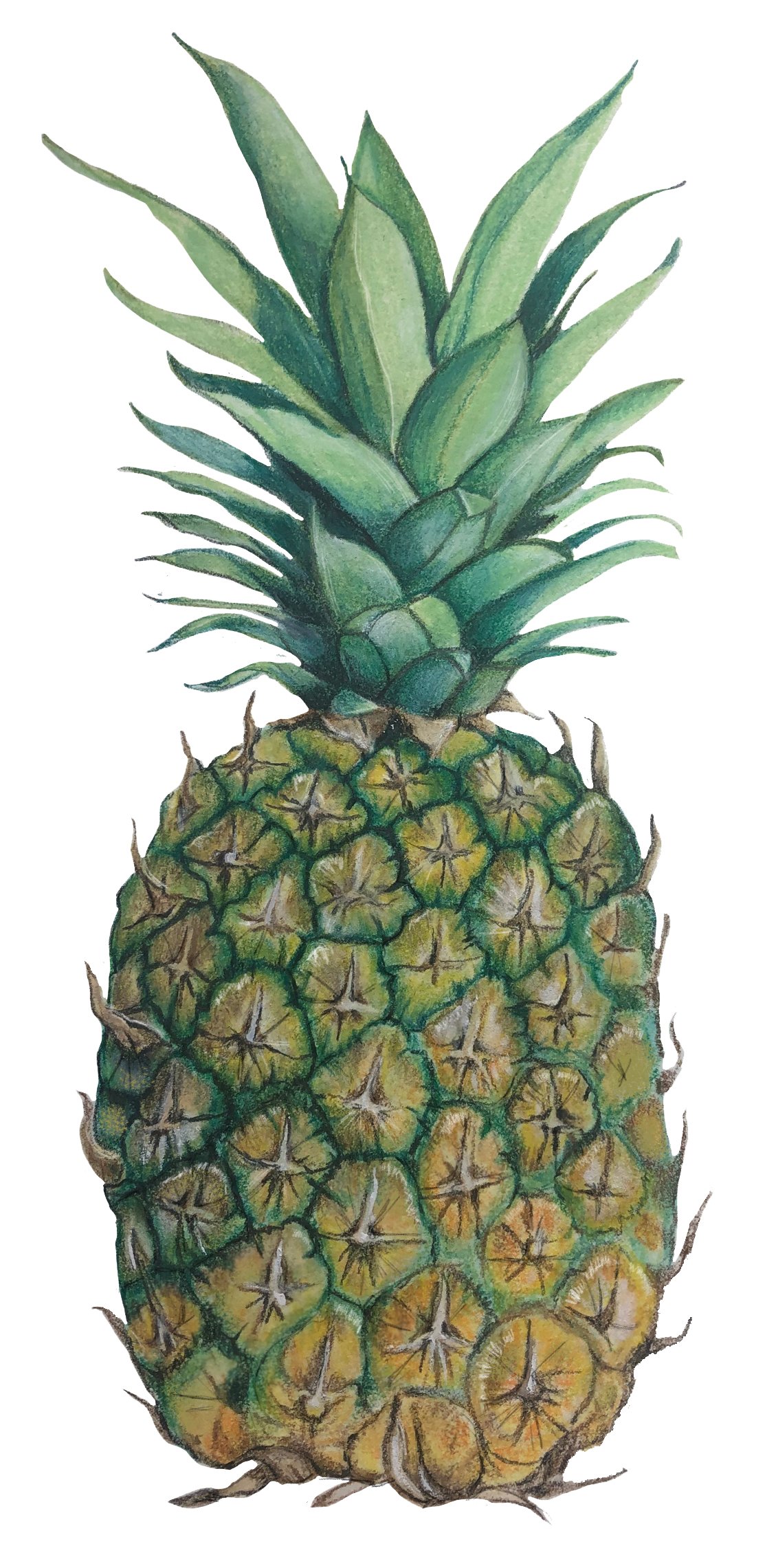 pineapple.jpg