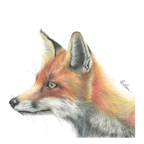 Fox-Portrait.jpg