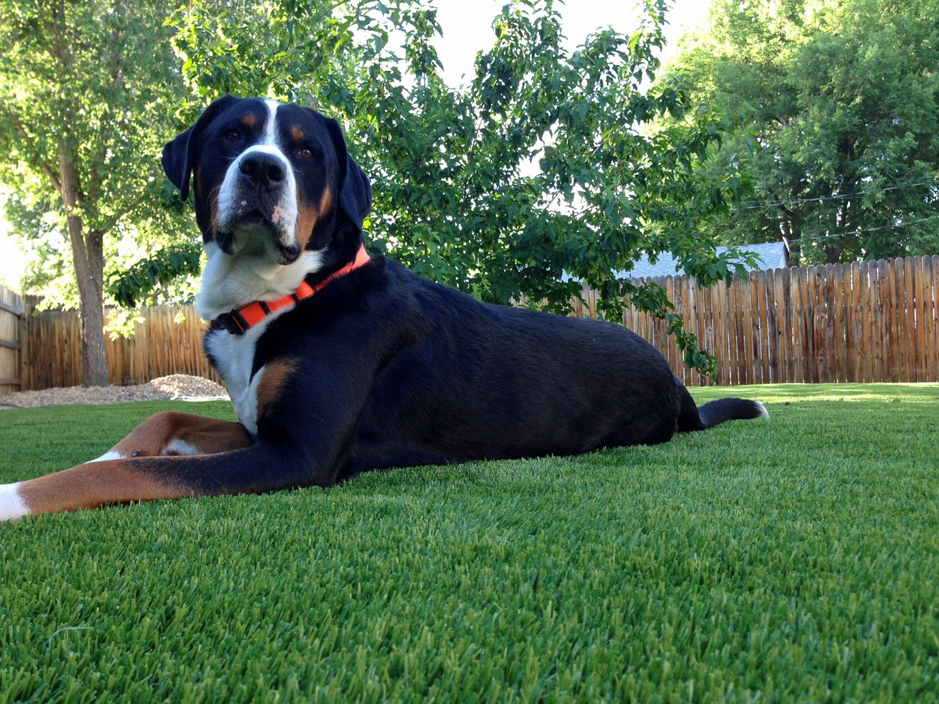 Artificial_Grass_For_Pets.jpg