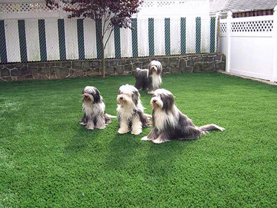 Artificial_Grass_Dog.jpg