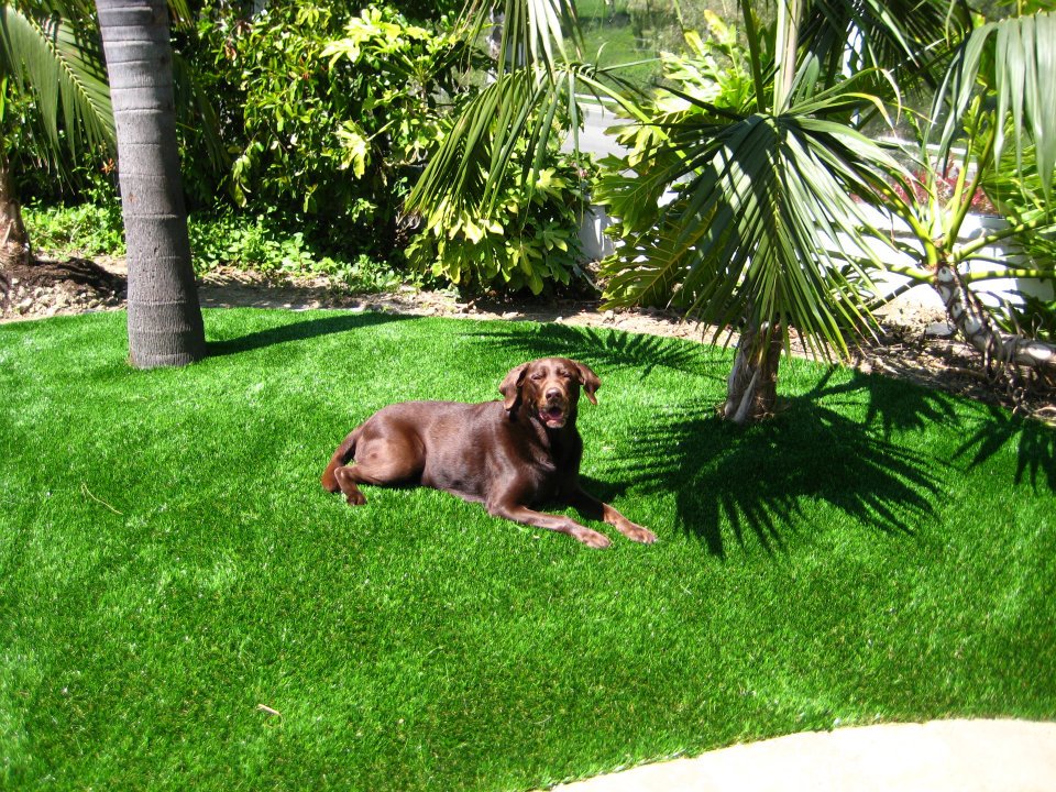 synthetic-grass-for-dogs.jpg