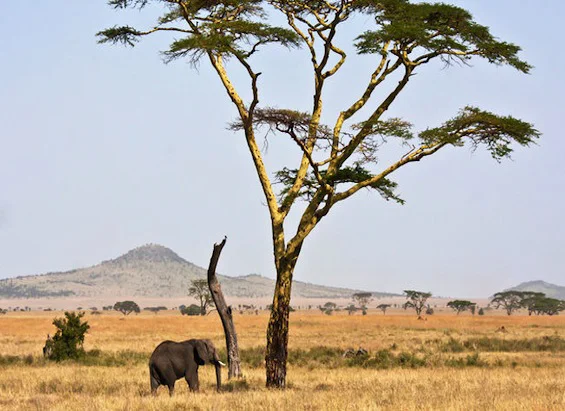 Cadence Travel Advisor Among Exclusive List of 20 National Geographic Specialists