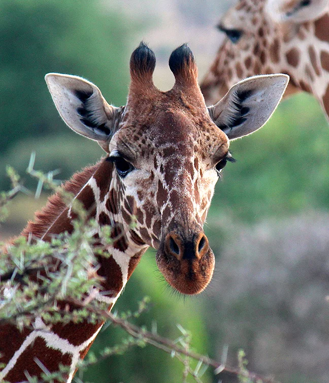 Say Cheese! Cadence was spotted in the Micato Safaris photo contest!