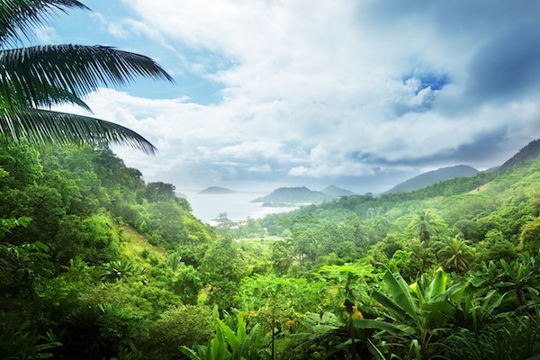 Despite the illusion of Fiji bottled water, the tropical destination is actually in need of clean water and reforestation.