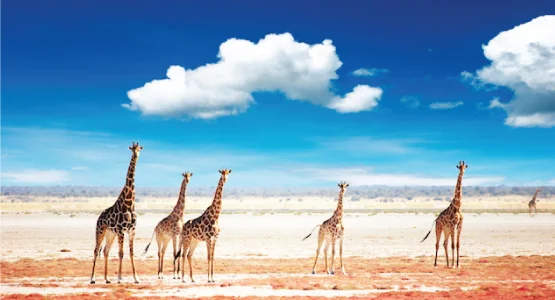 It's South Africa: you don't have to choose between city life and wildlife