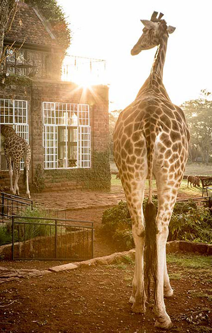 Giraffe Manor_01.jpg