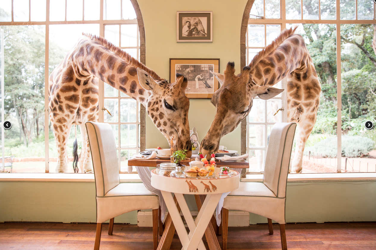 Giraffe Manor_15.png