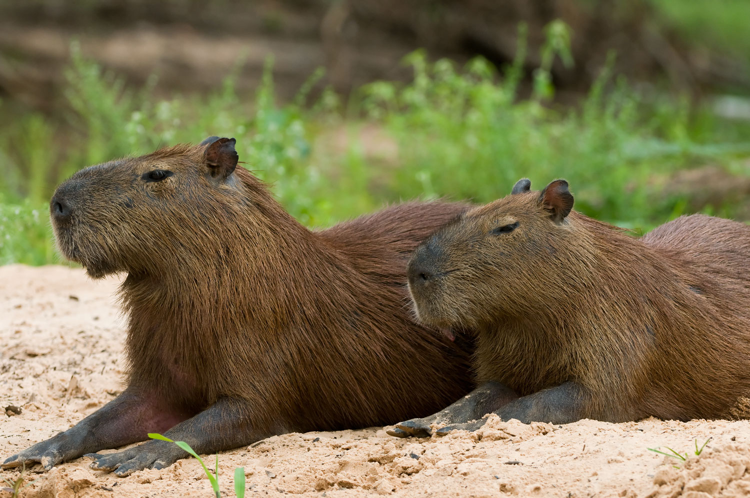 Capybara.jpg