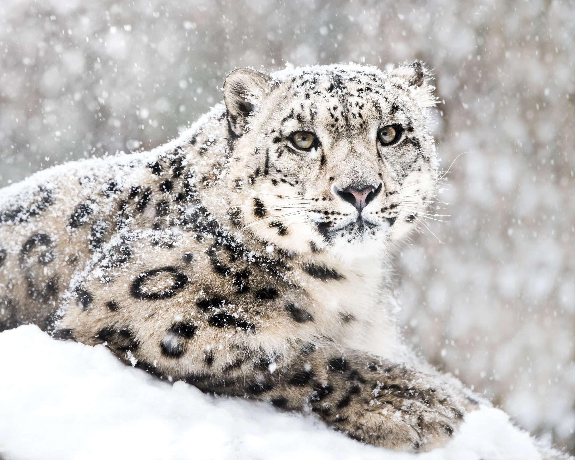 snow-leopard-2.jpg