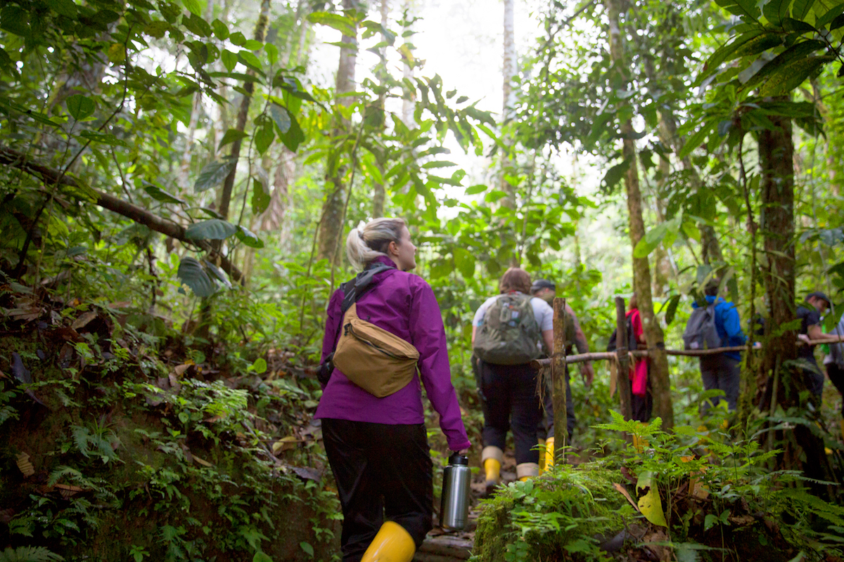 Amazon_ecuador_rainforest.jpg