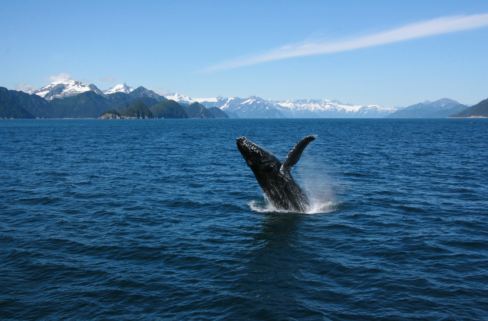 Alaska_whale_watching.jpg