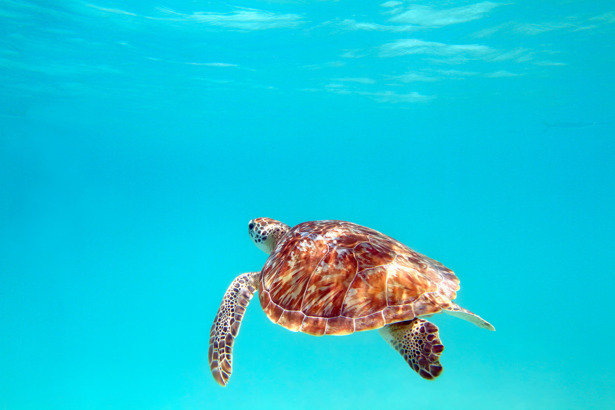 Caribbean_island_turtle.jpg