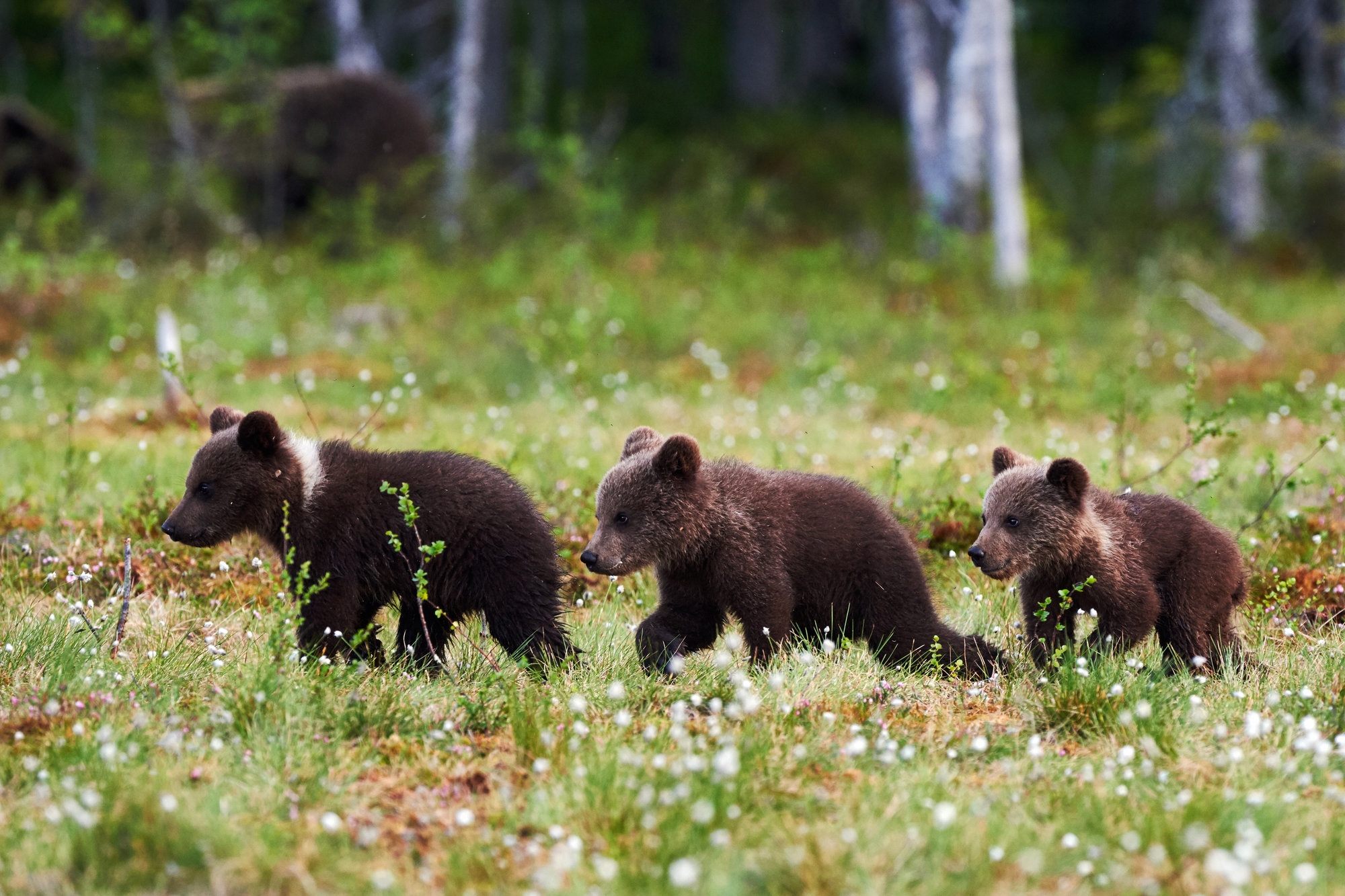 bear_cubs_alaska_cruise.jpg