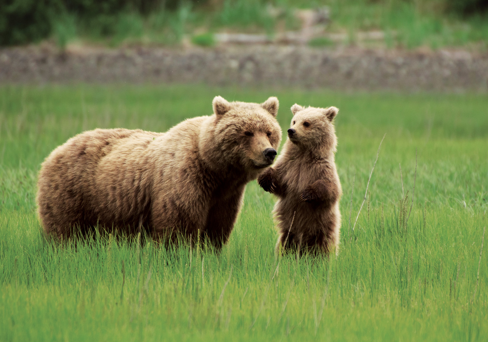 bears-alaska.jpg