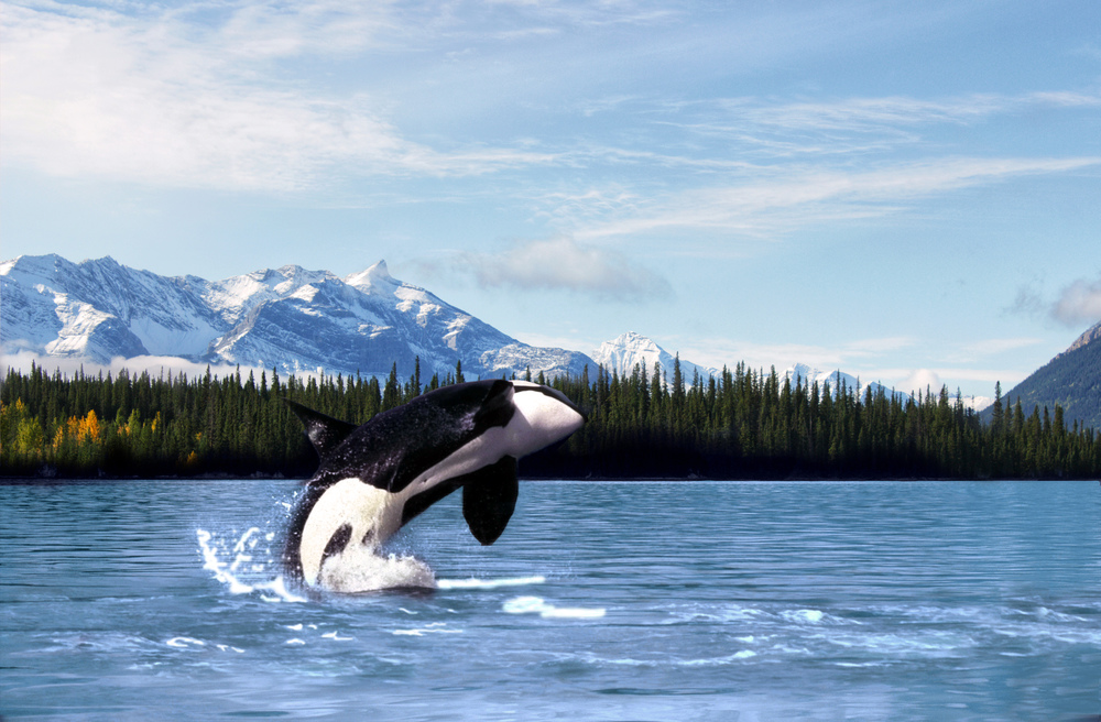 orca-whale-alaska.jpg