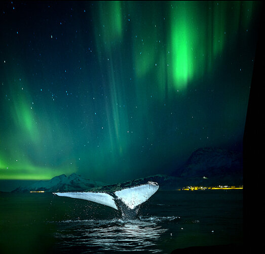 whale watching northern lights.jpg