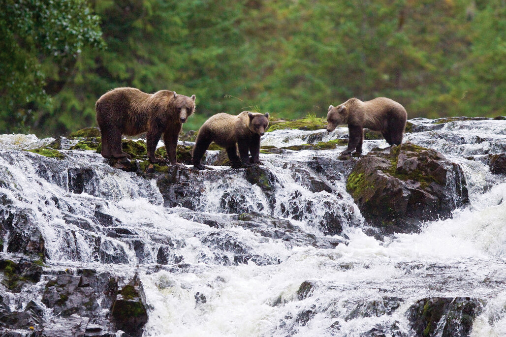 Bears in Alaska.jpg