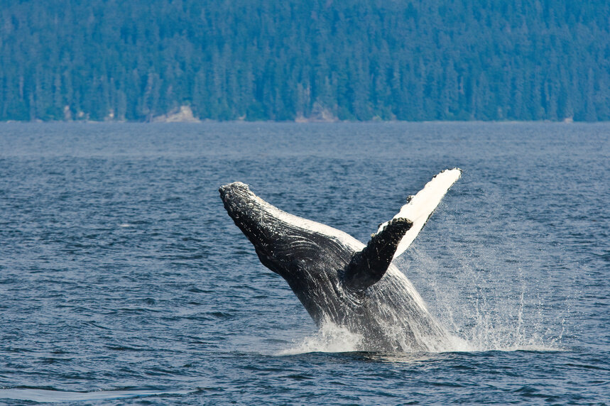 Whale Alaska.jpg