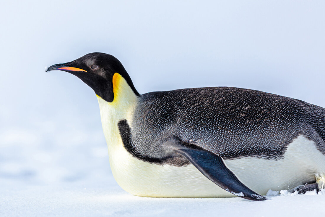 Scenic Eclipse Antarctica - Emperor Penguin - Weddell Sea 2 - GLX.jpg