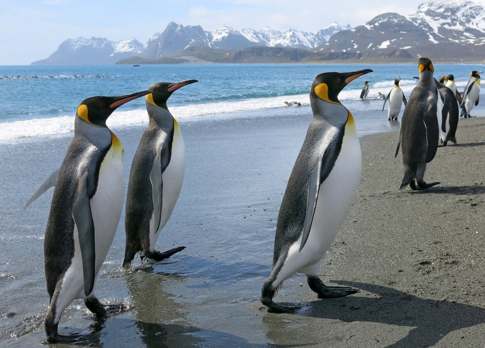 King Penguins on SG 2.jpg