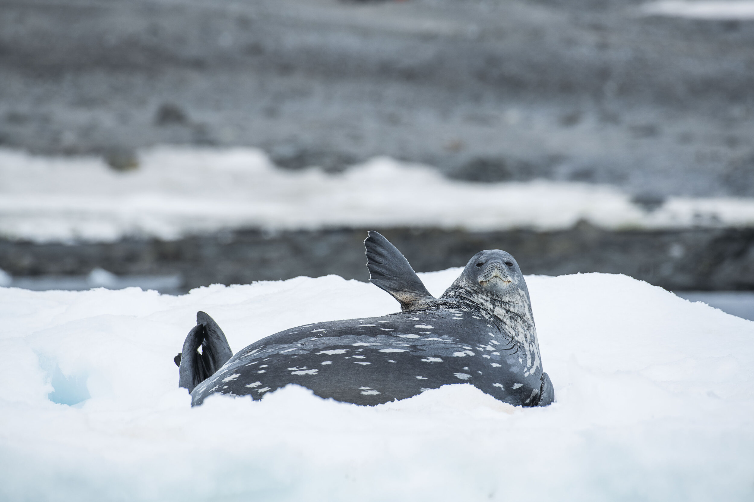 Weddel Seal.jpg